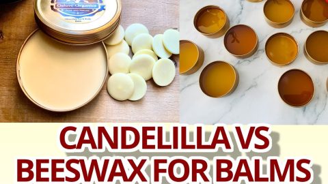 Candelilla-wax-vs-Beeswax-for-Lip-Balms-Results-and-recipe-included